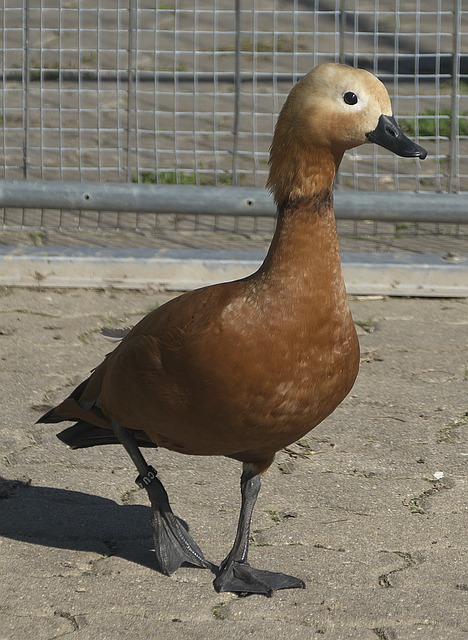 维尼修斯