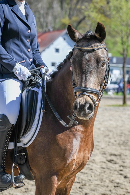 入了新的活 入了新的活