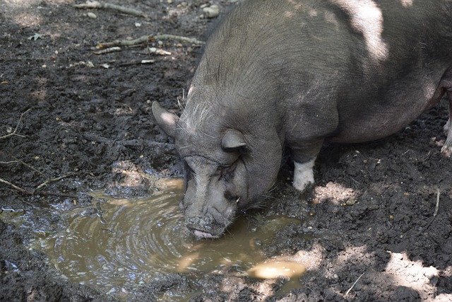 与普拉蒂尼 与普拉蒂尼